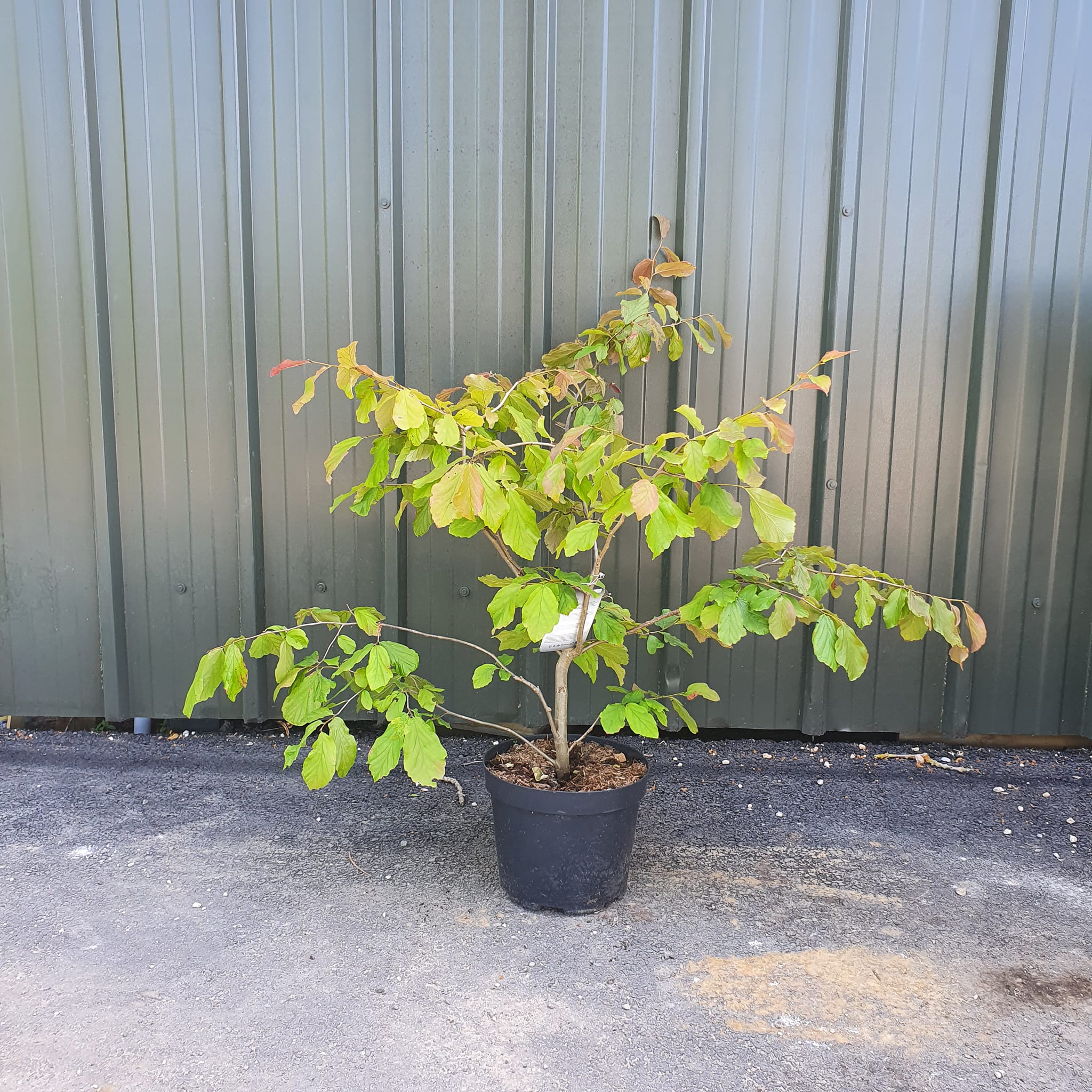 Parrotia persica - Persian Ironwood