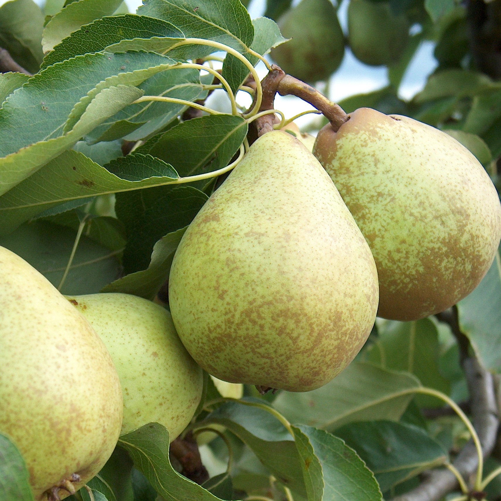 Pear Tree - Beth