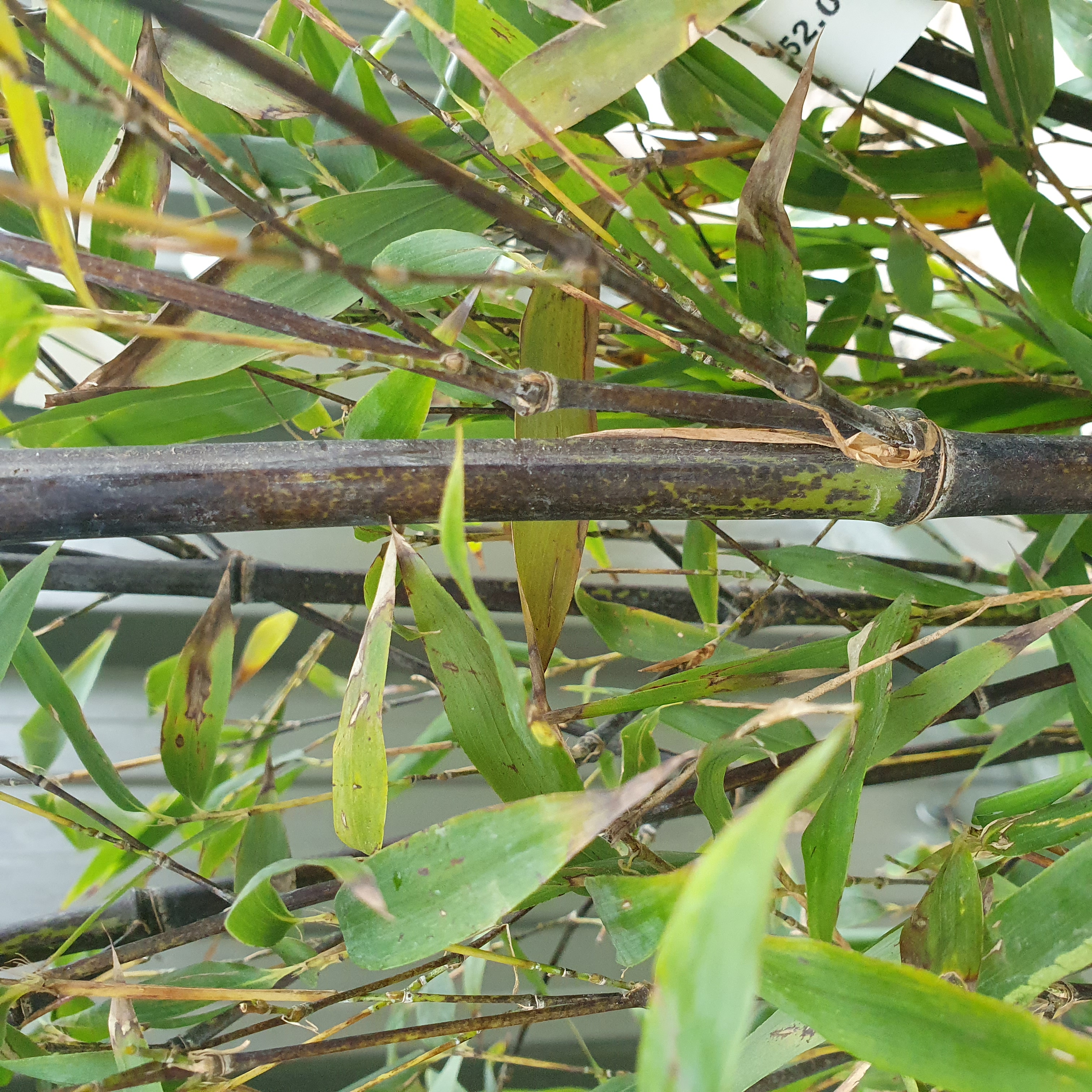 Phyllostachys nigra - Black Bamboo 150-175cm