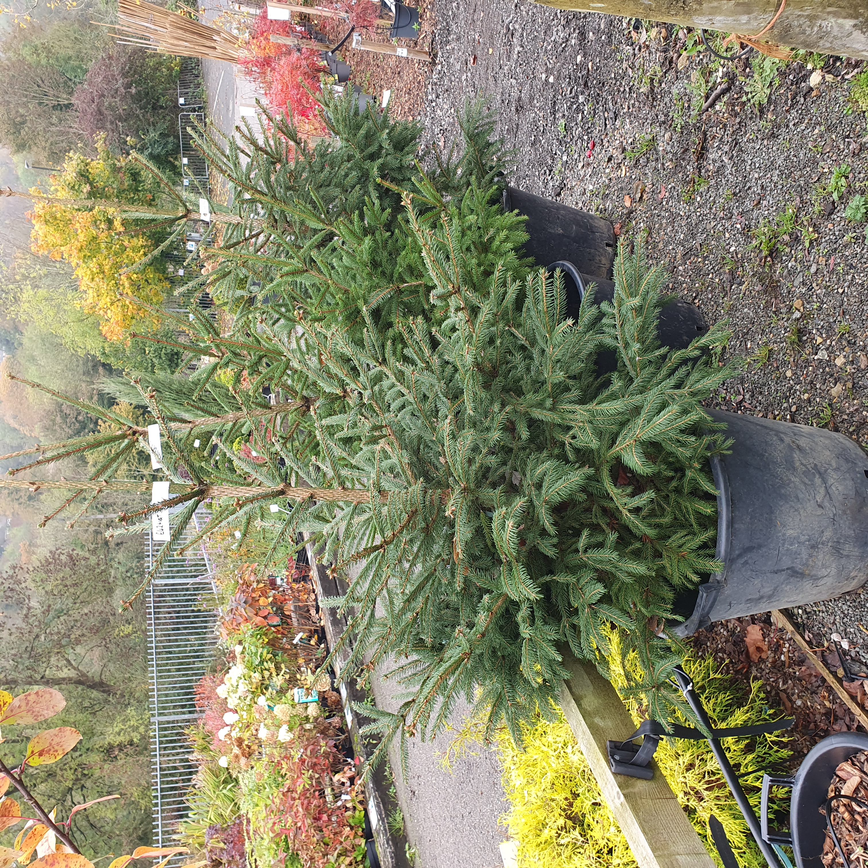Picea abies - Norway Spruce - Christmas Tree - 150-175cm