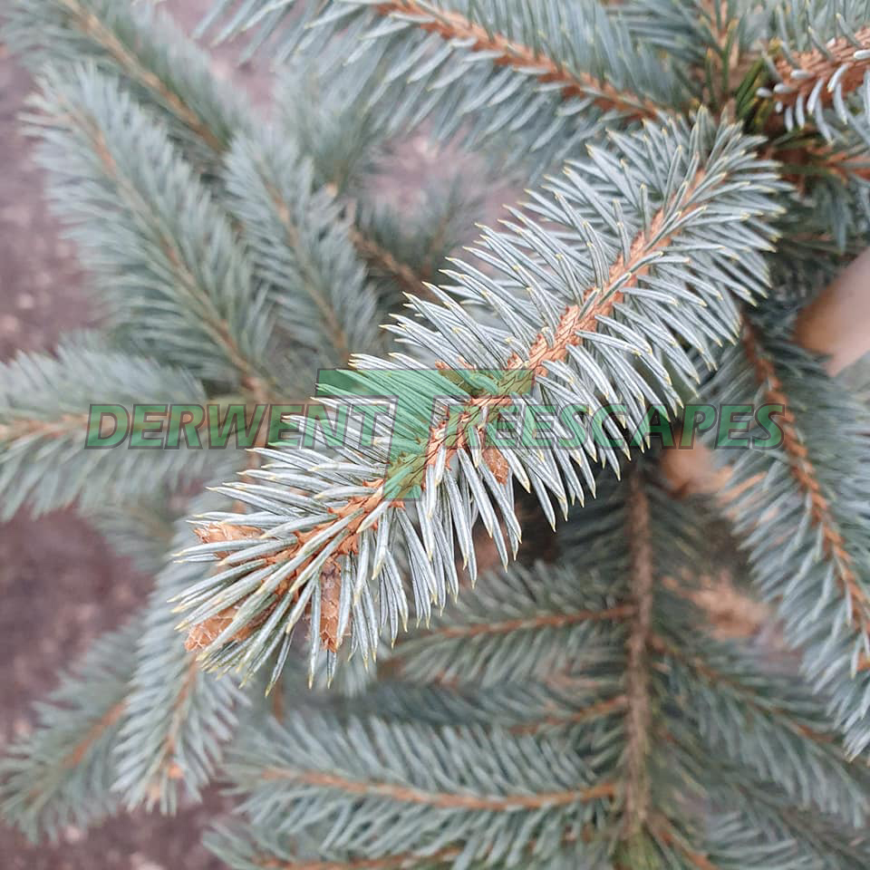 Picea pungens Fat Albert - Colorado Blue Spruce