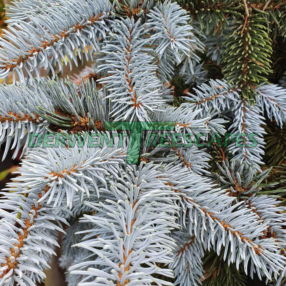 Picea pungens Hoopsii - Hoops Blue Spruce