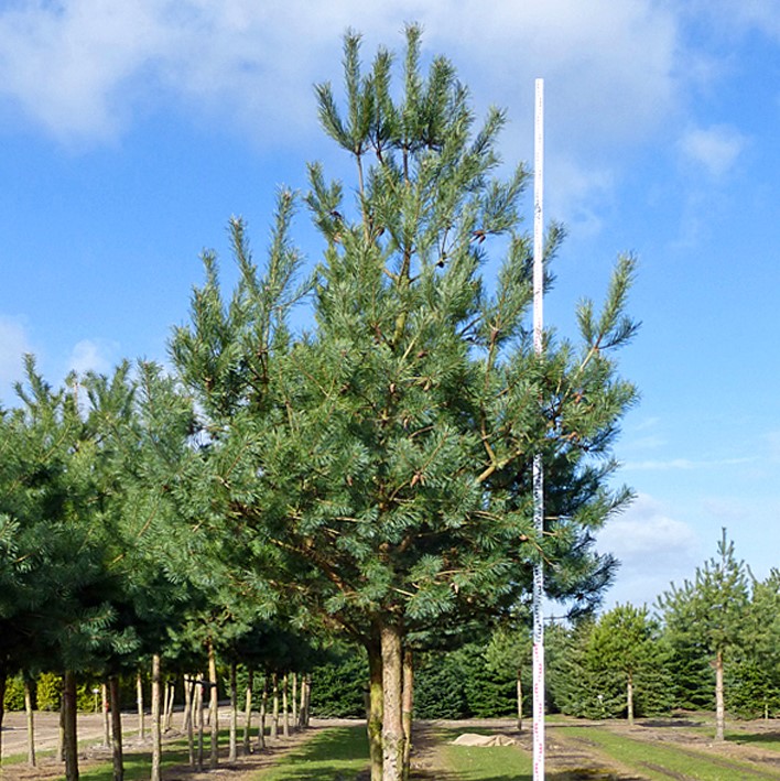 Pine Scots - Pinus Sylvestris 40-60cm Bareroot