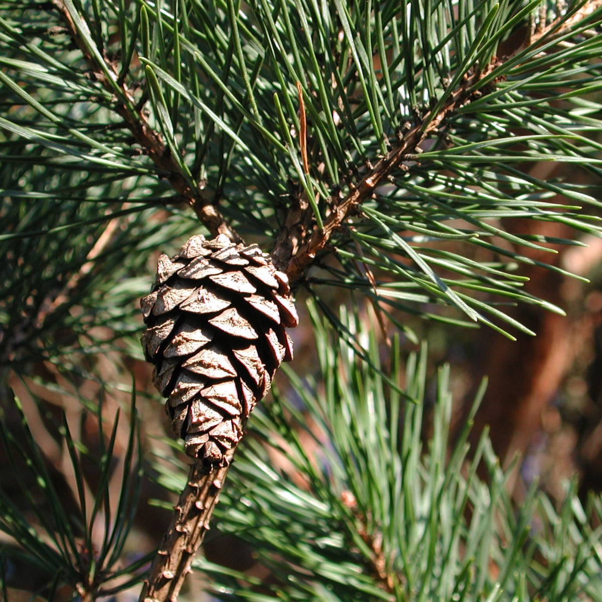 Pine Scots - Pinus Sylvestris 40-60cm Bareroot