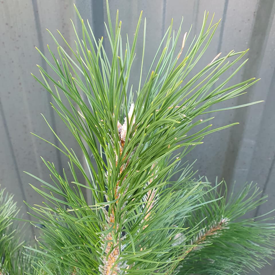 Pinus nigra - Austrian Pine