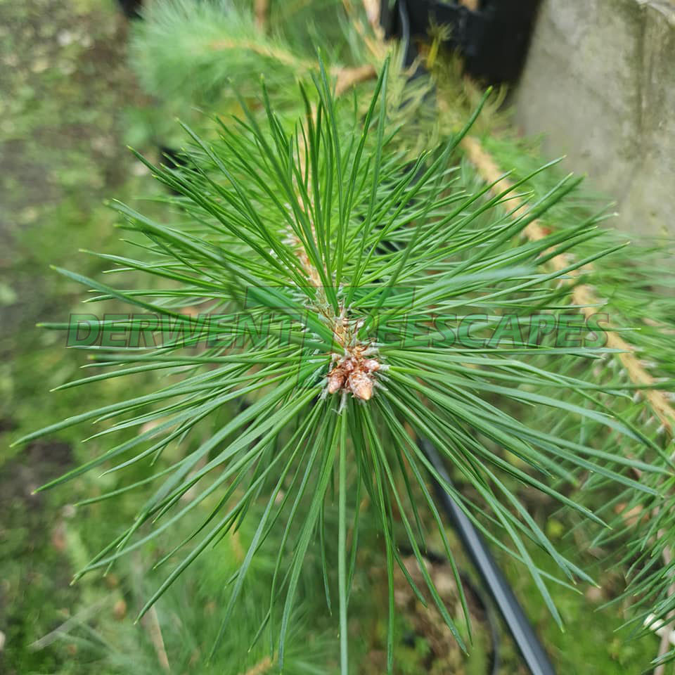 Pinus nigra - Austrian Pine - 90L