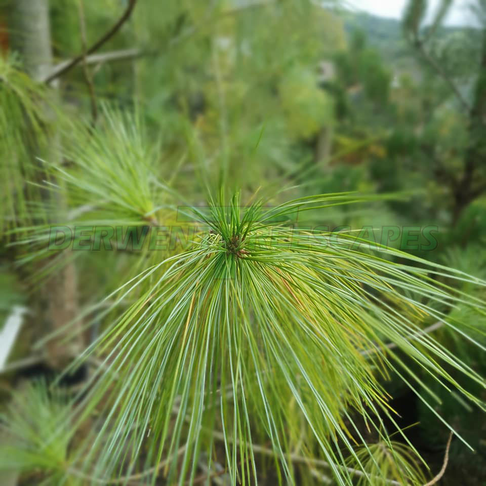 Pinus wallichiana - Bhutan Pine 15L