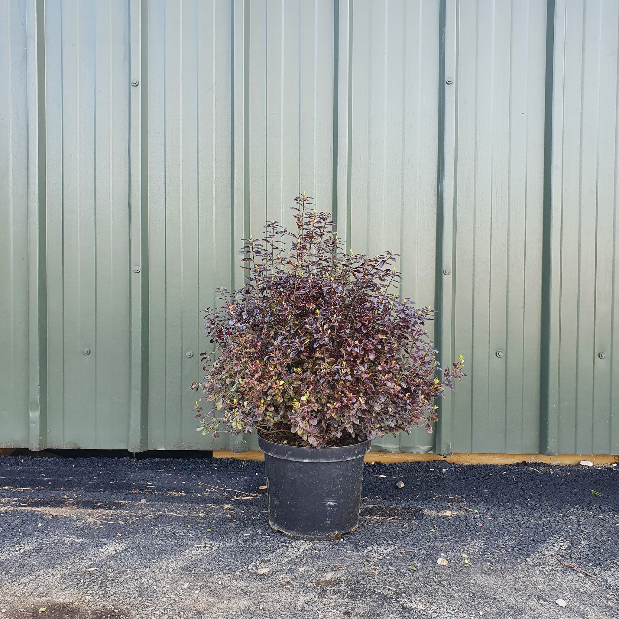 Pittosporum Tom Thumb Shrub