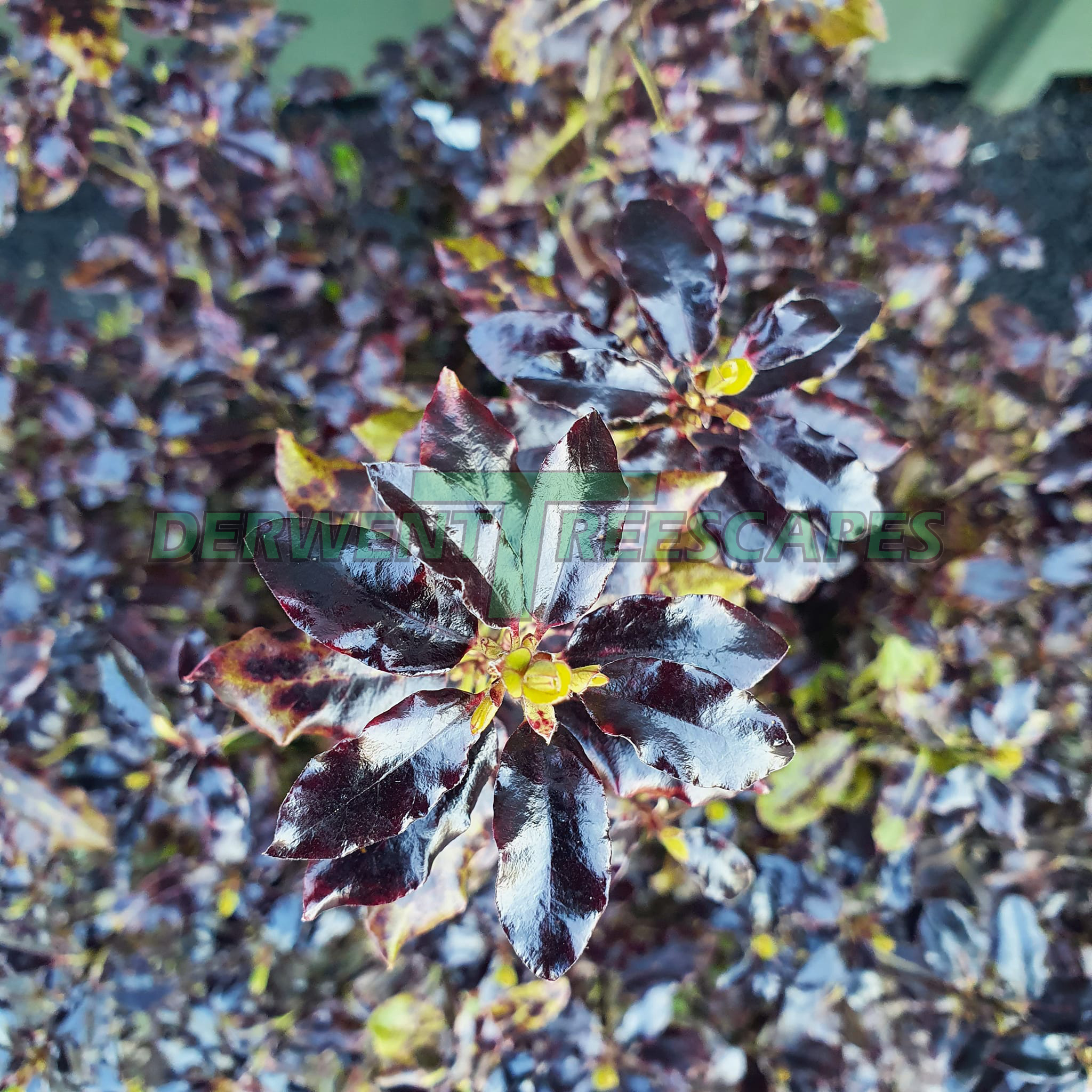 Pittosporum Tom Thumb Shrub