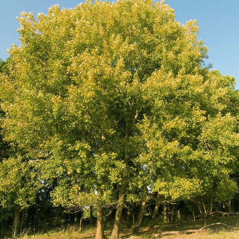 Poplar Aspen - Populus tremula - 60-80 Bareroot