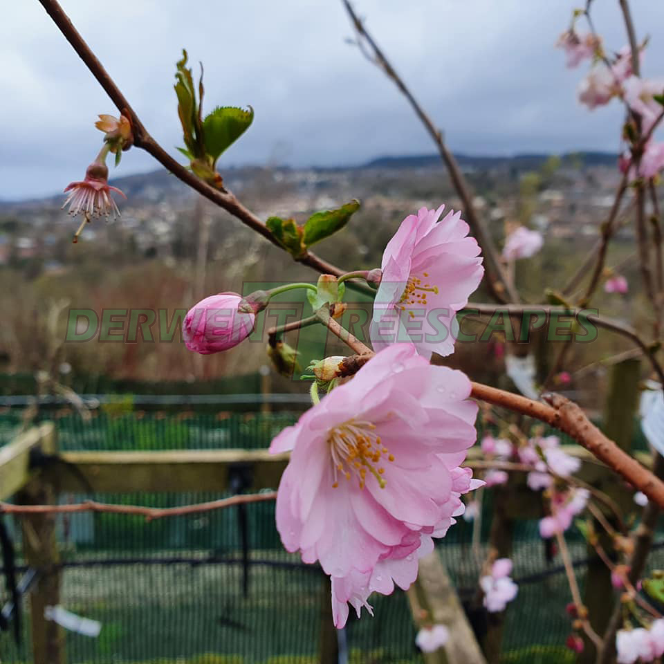 Prunus Accolade - Flowering Cherry
