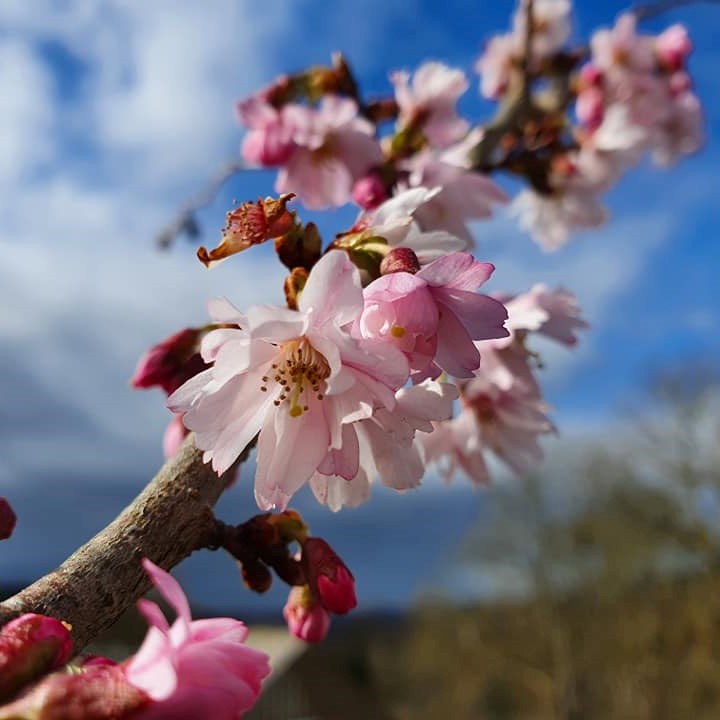 Prunus Autumnalis Rosea - Winter Flowering Pink Cherry Blossom 10L