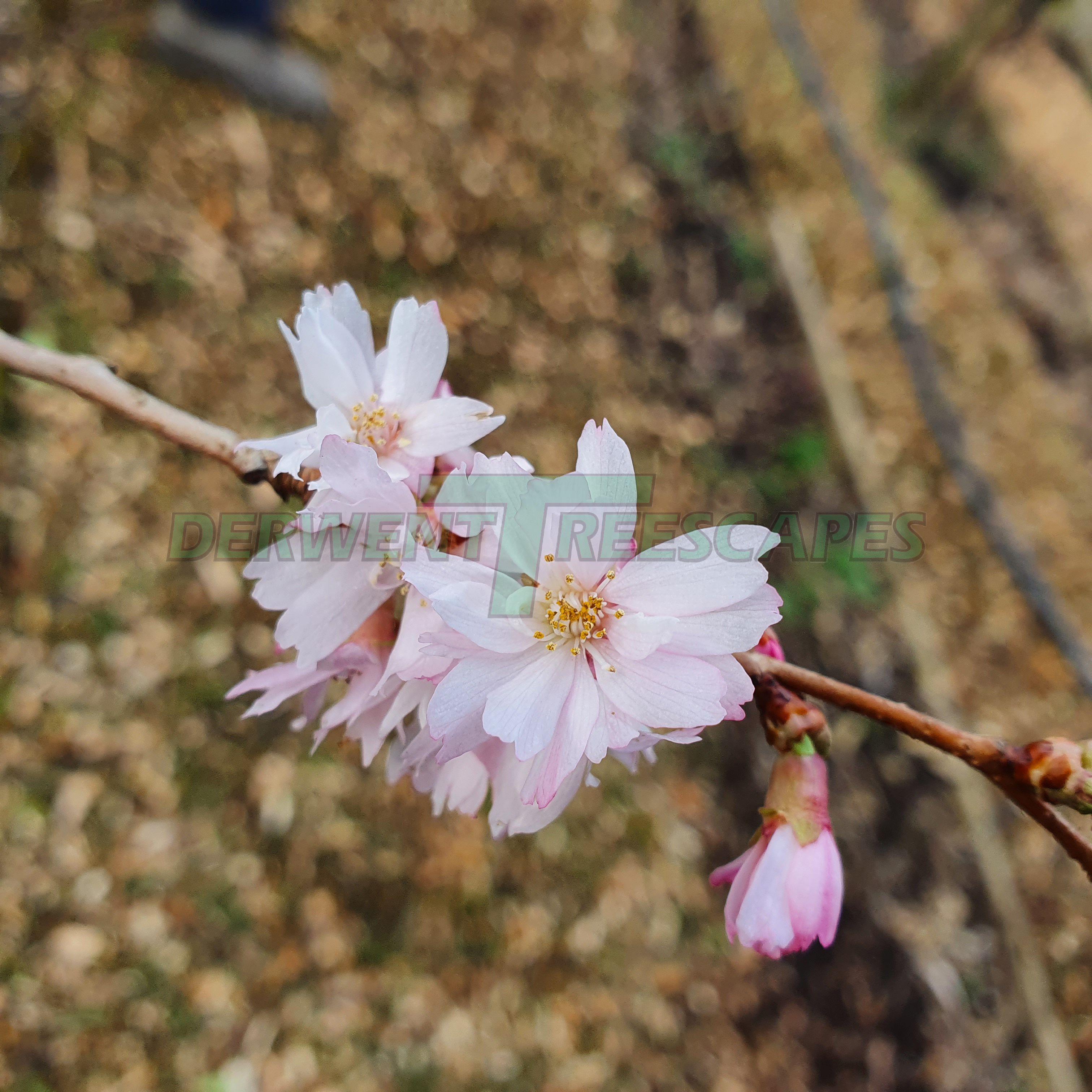 Prunus subhirtella Autumnalis Rosea - Pink Autumn Winter Flowering Cherry 4-6