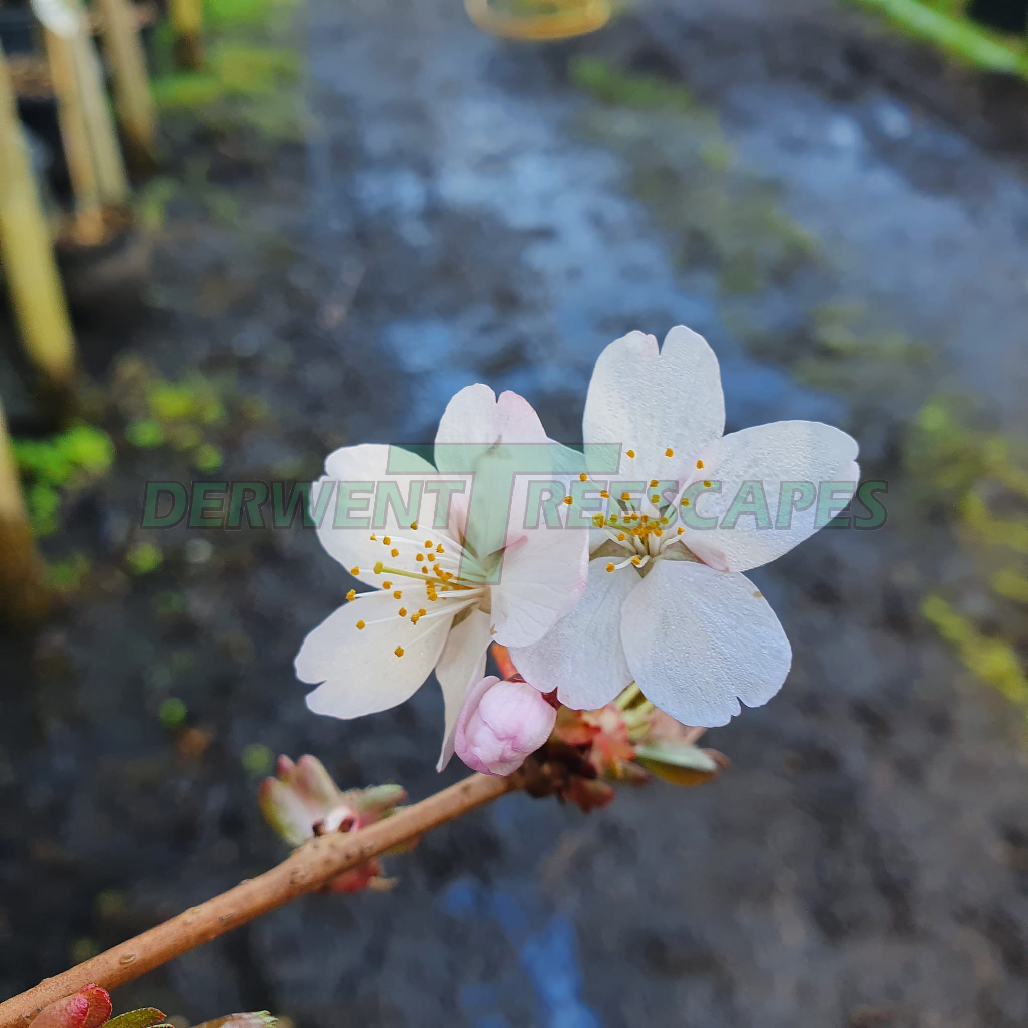 Prunus Hillieri Spire - Flowering Cherry