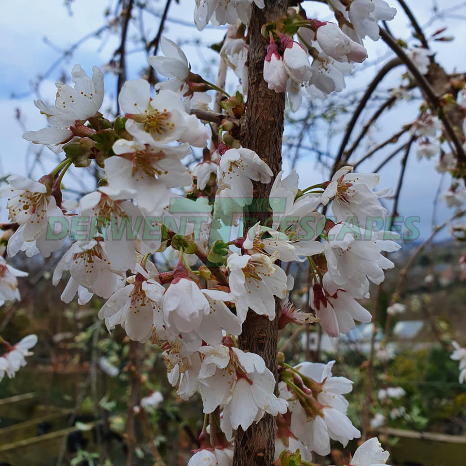 Prunus Hillings Weeping Snow Showers - Weeping Flowering Cherry Blossom