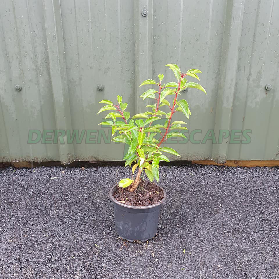 Prunus lusitanica angustifolia - Portuguese Laurel - 2L