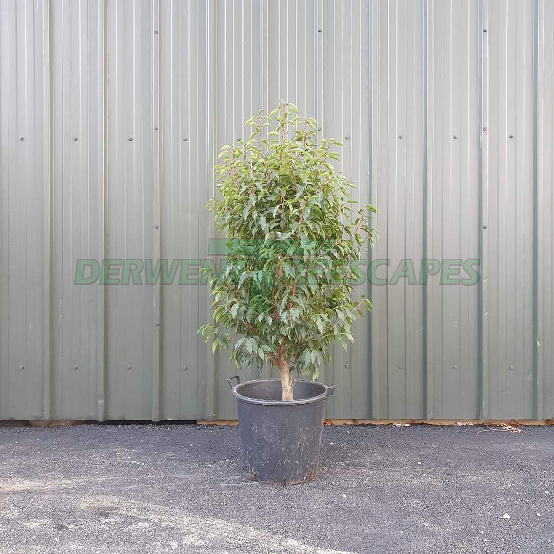 Prunus lusitanica angustifolia - Portuguese Laurel - 90L