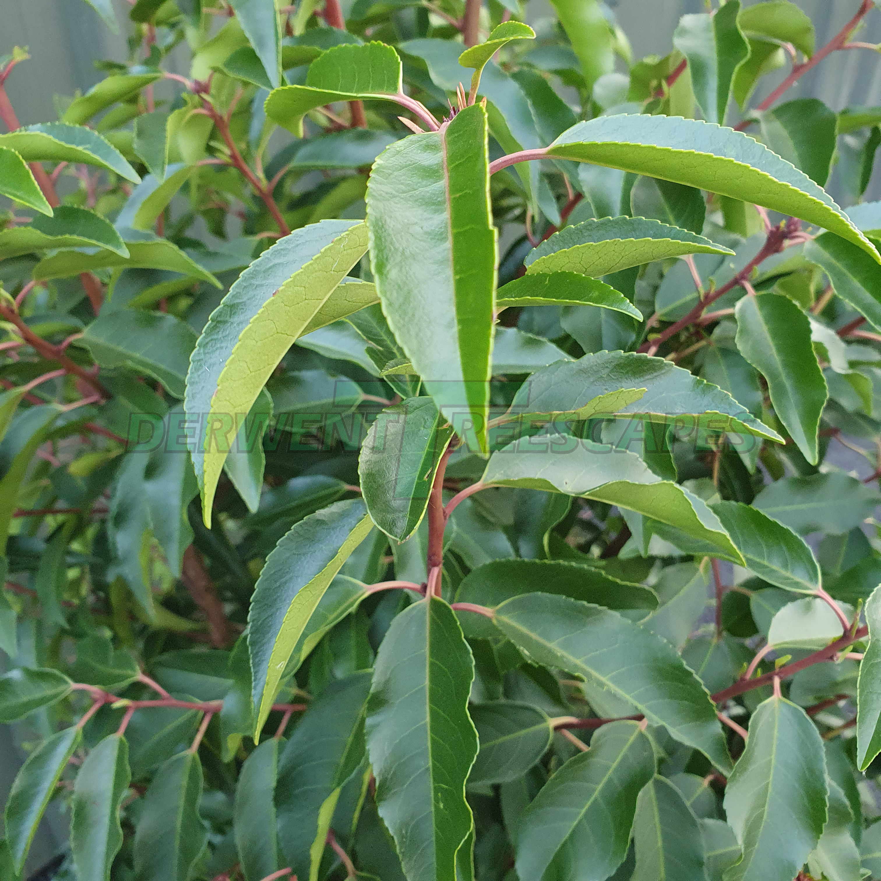 Prunus lusitanica angustifolia - Portuguese Laurel - 50L