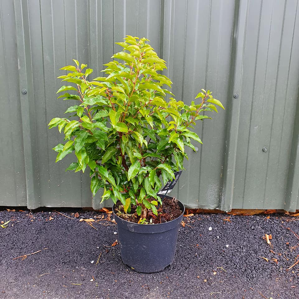 Prunus lusitanica angustifolia - Portuguese Laurel - 10L