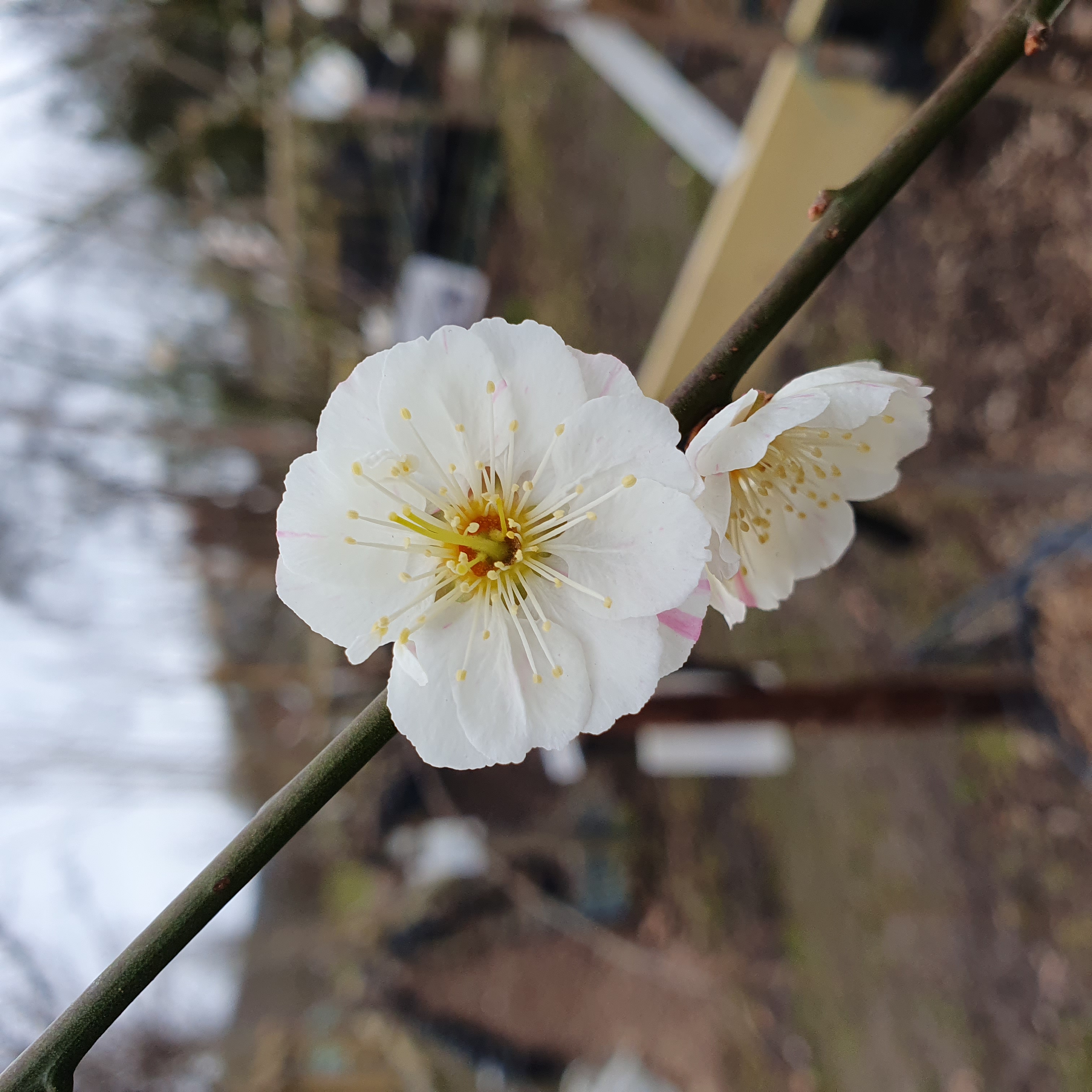 Prunus Omoi-no-mama - Flowering Cherry Blossom