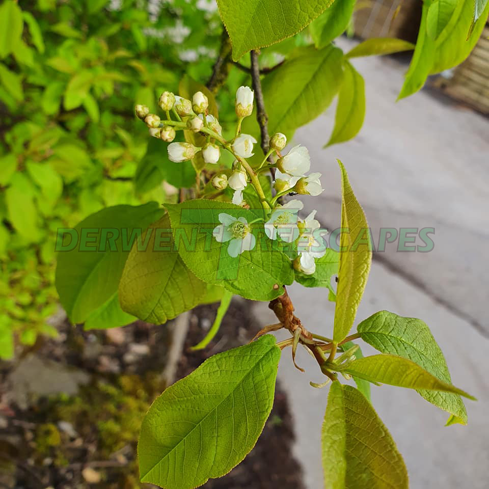 Prunus padus - Bird Cherry