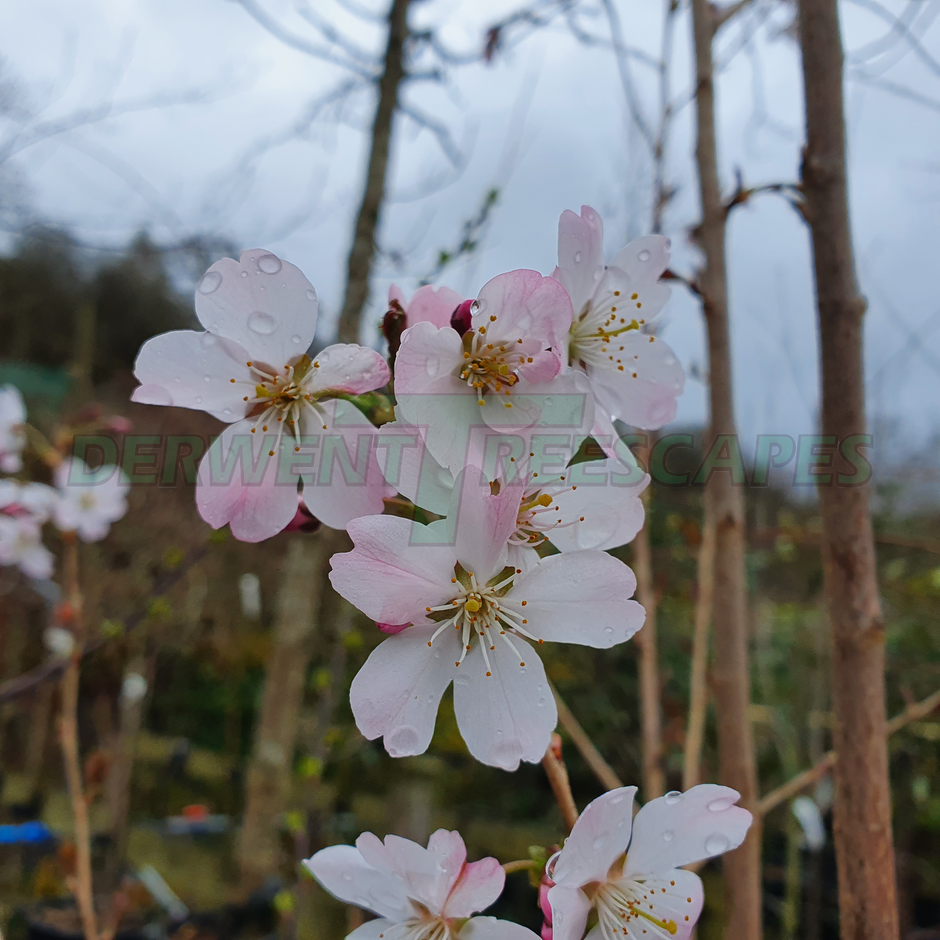 Prunus Pandora - Flowering Cherry Blossom