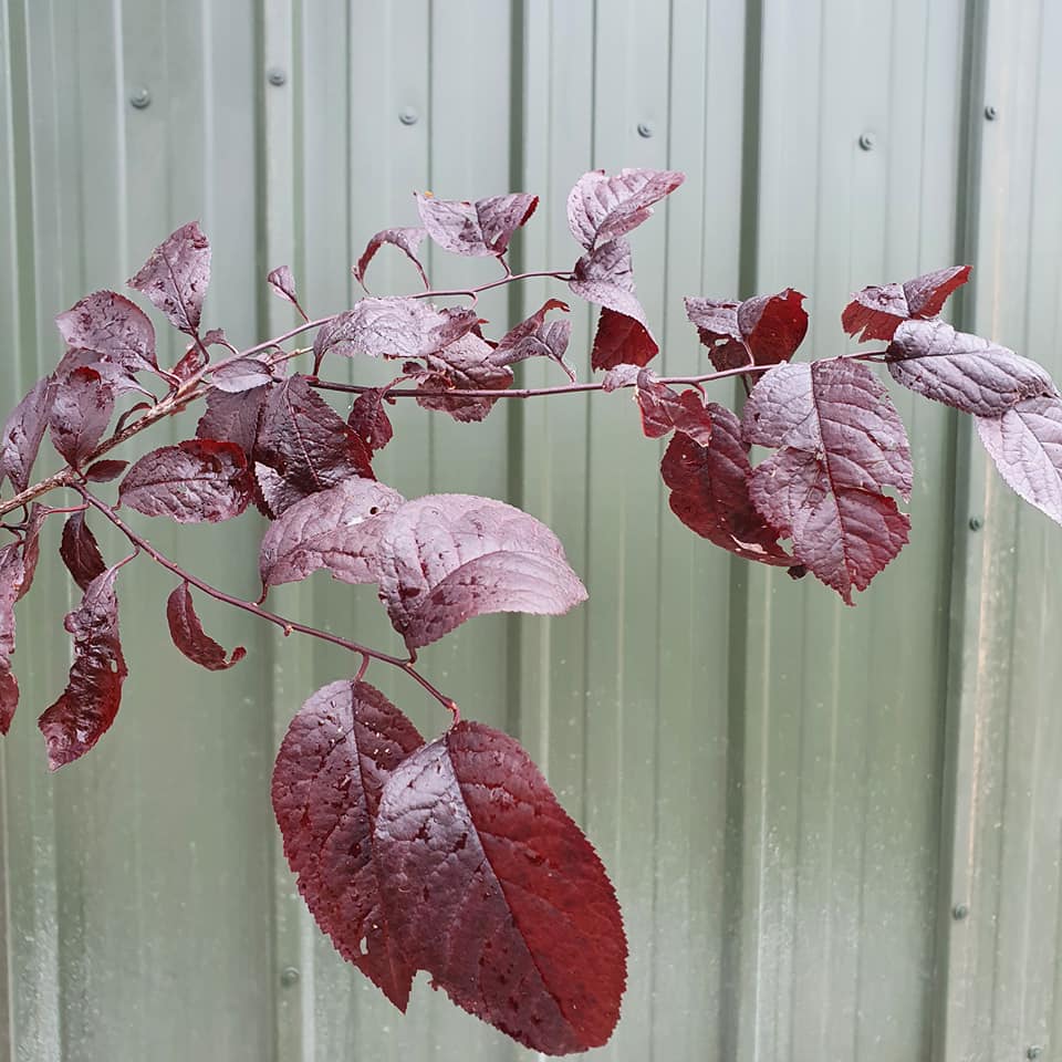 Prunus pissardi nigra - Black Cherry Plum