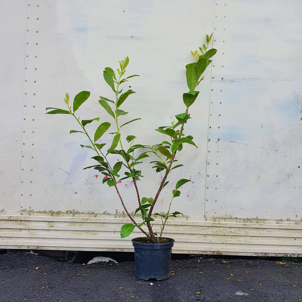 Laurel Hedging Prunus laurocerasus 10L Tall