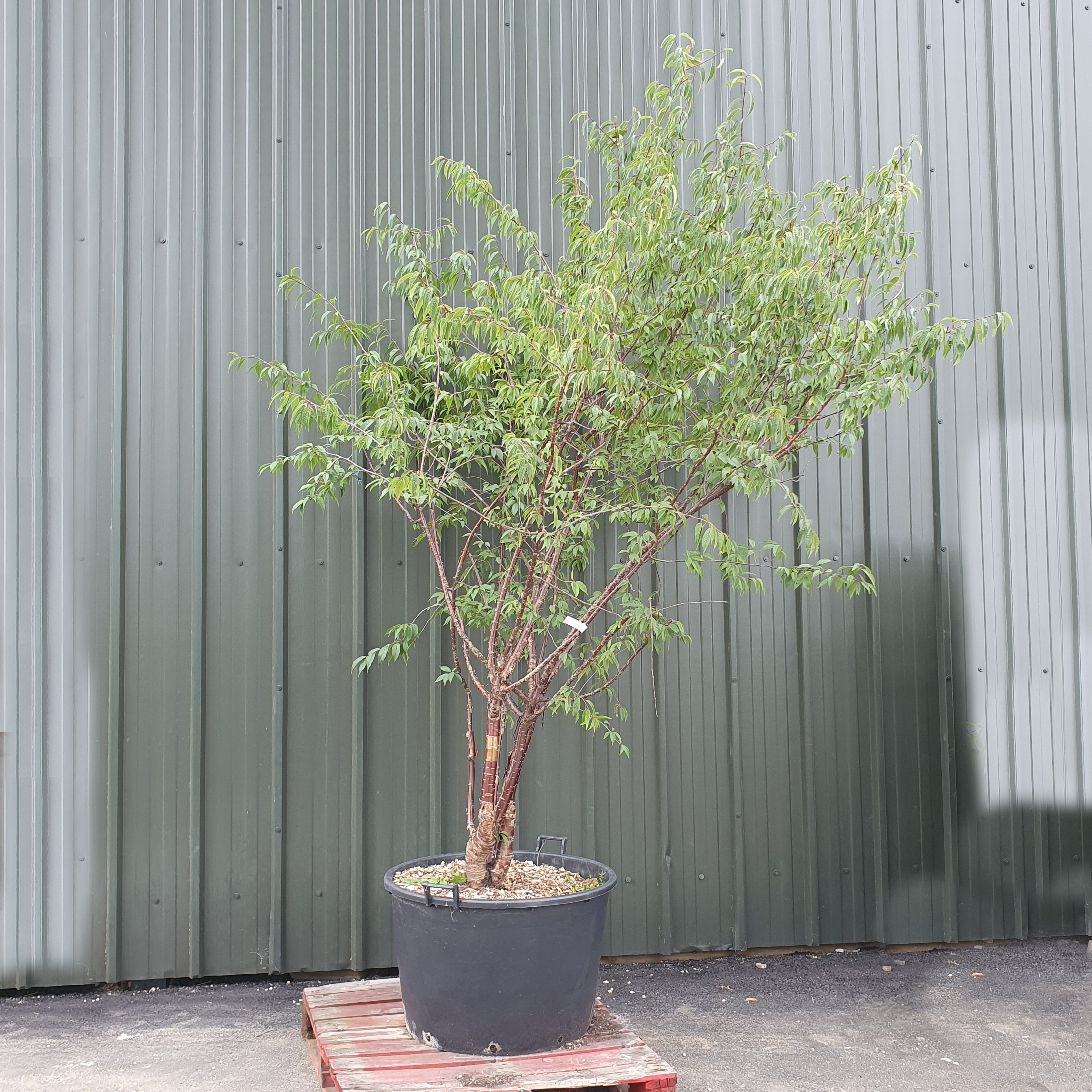 Prunus serrula Tibetica - Tibetan Cherry Large Multi-stem