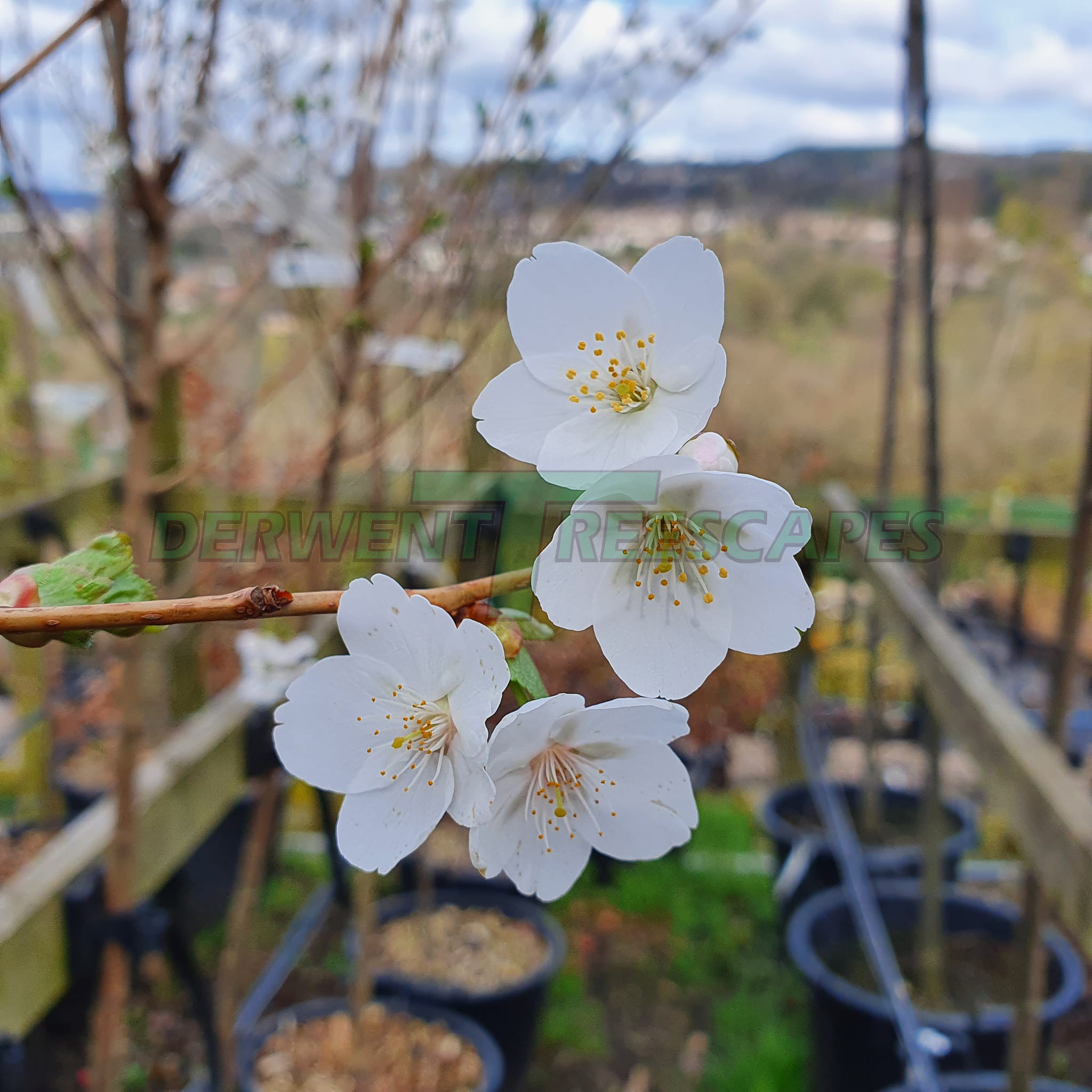 Prunus Snowgoose - Flowering Cherry Blossom 4-6