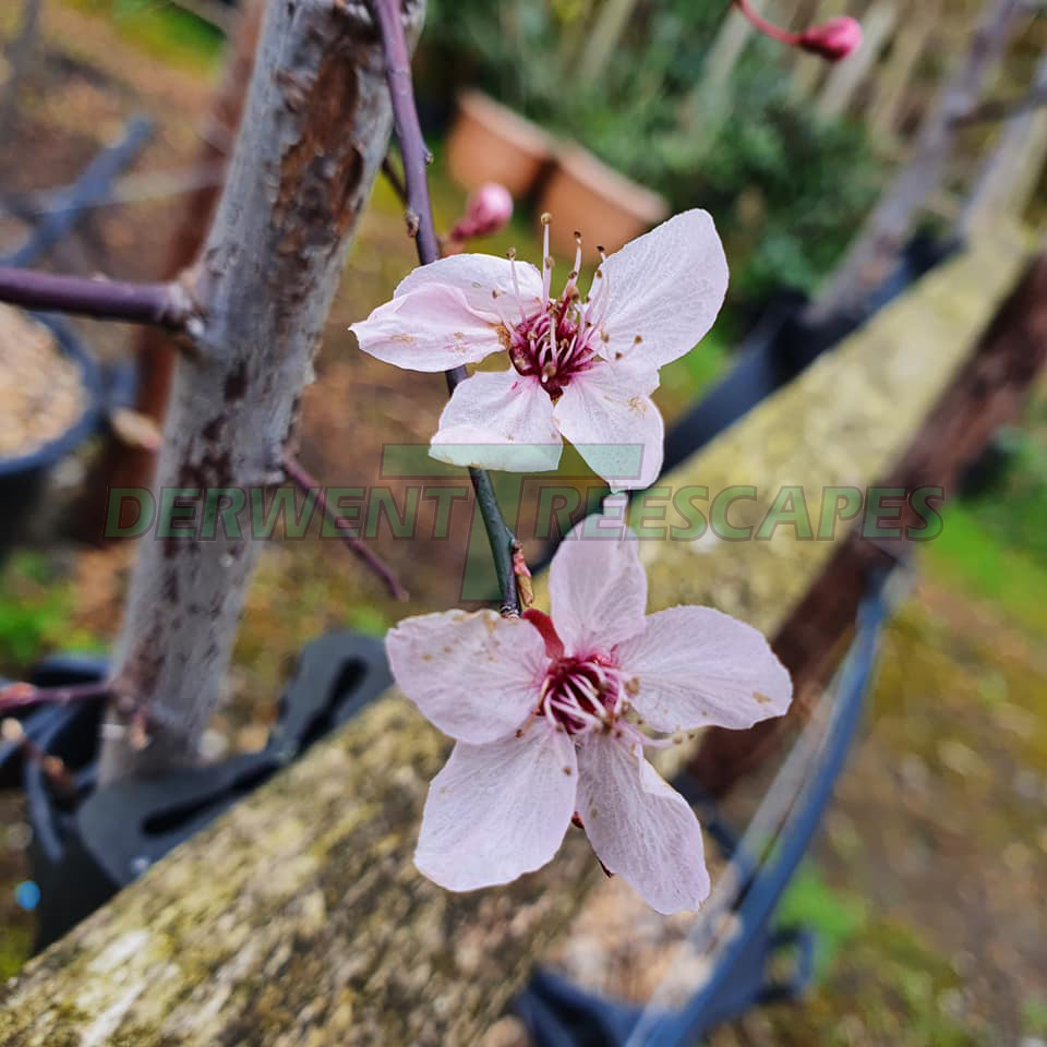 Prunus Spring Glow - Flowering Cherry Blossom 6-8