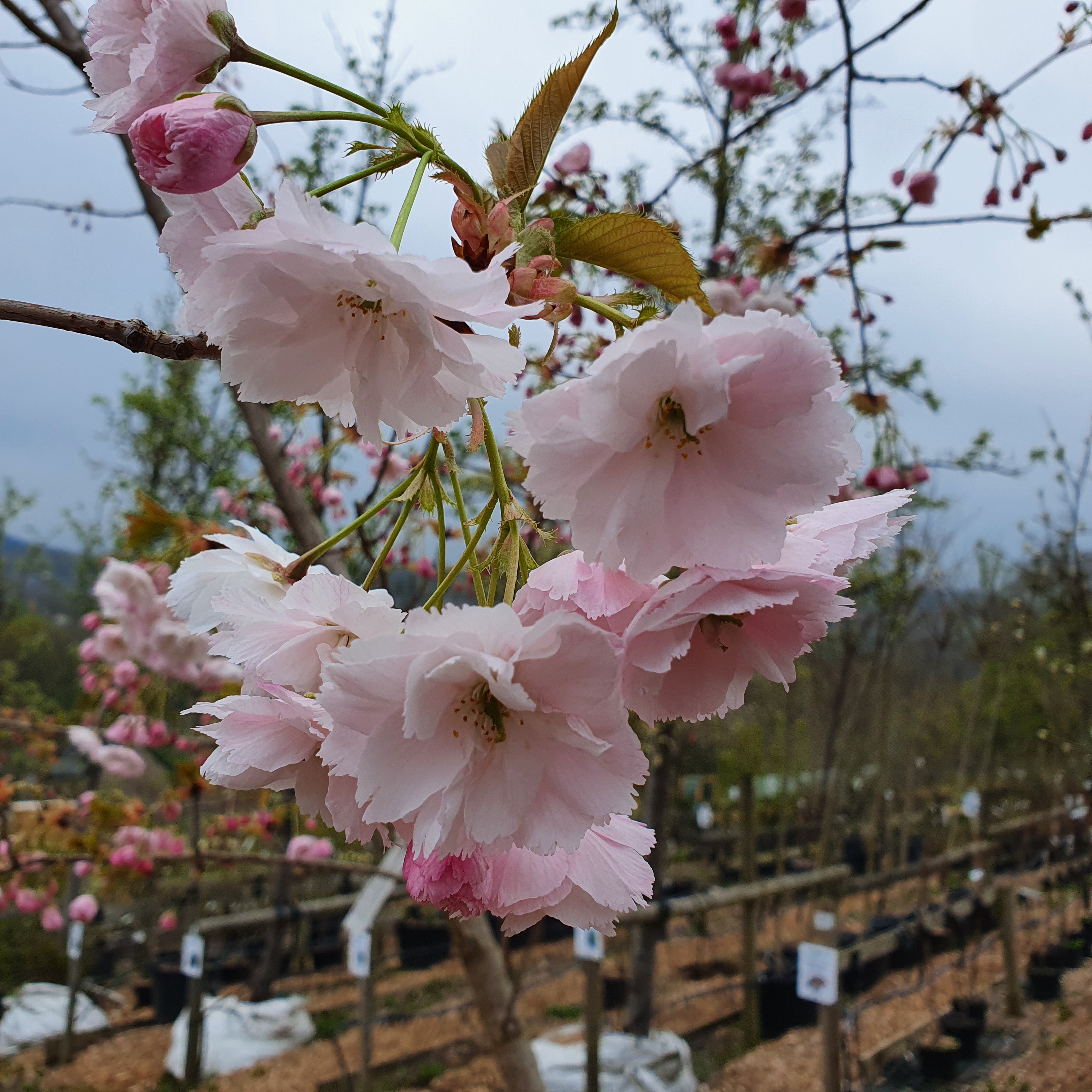 Prunus Tai Haku - Great White Flowering Cherry Blossom 30L