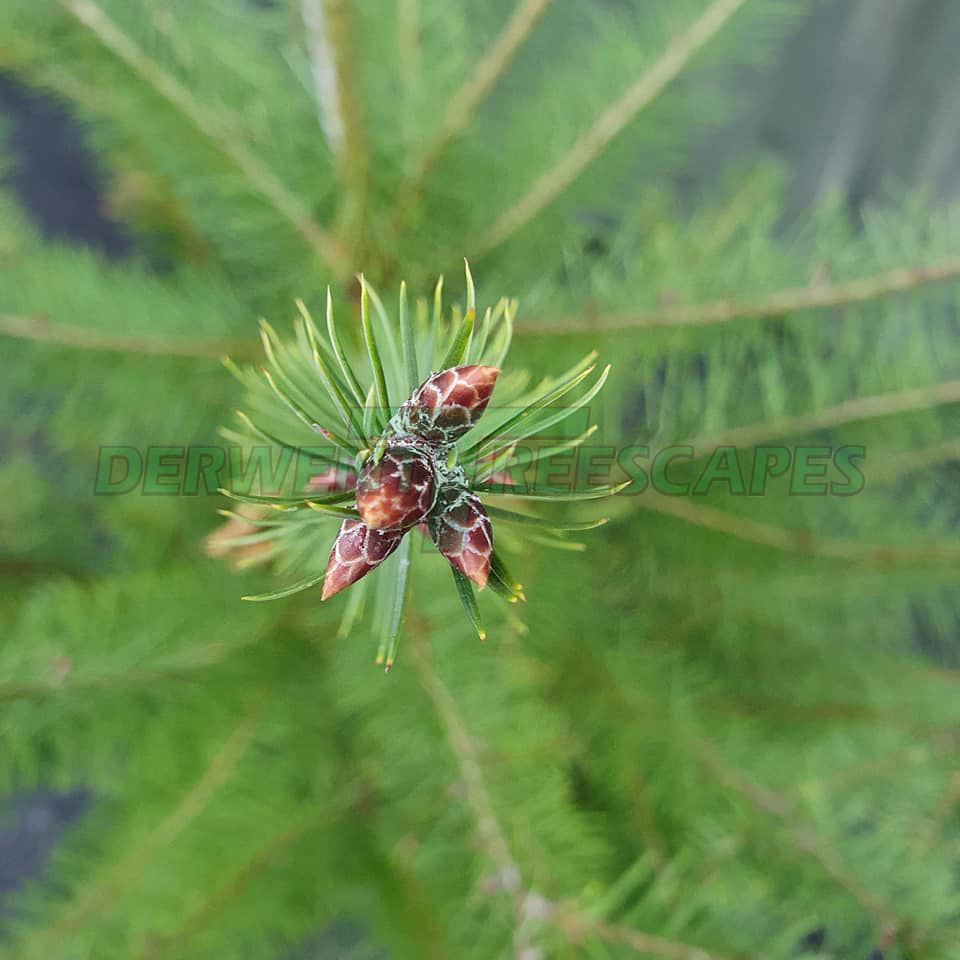 Pseudotsuga menziesii - Douglas Fir