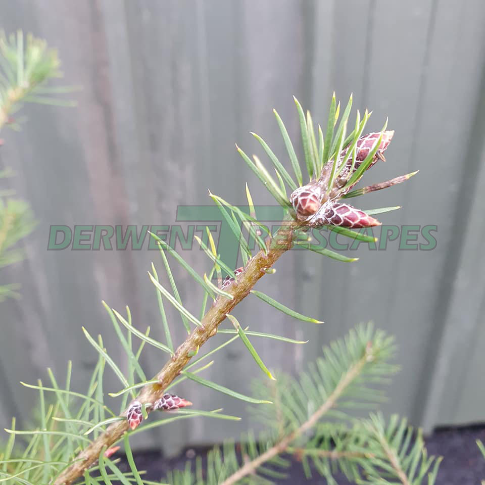 Pseudotsuga menziesii - Douglas Fir