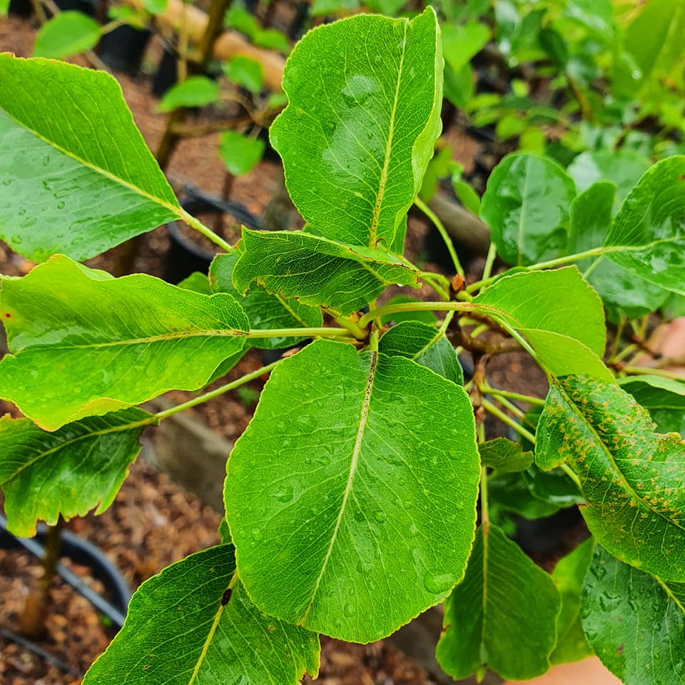 Pyrus Calleryana Chanticleer - Ornamental Pear 6-8