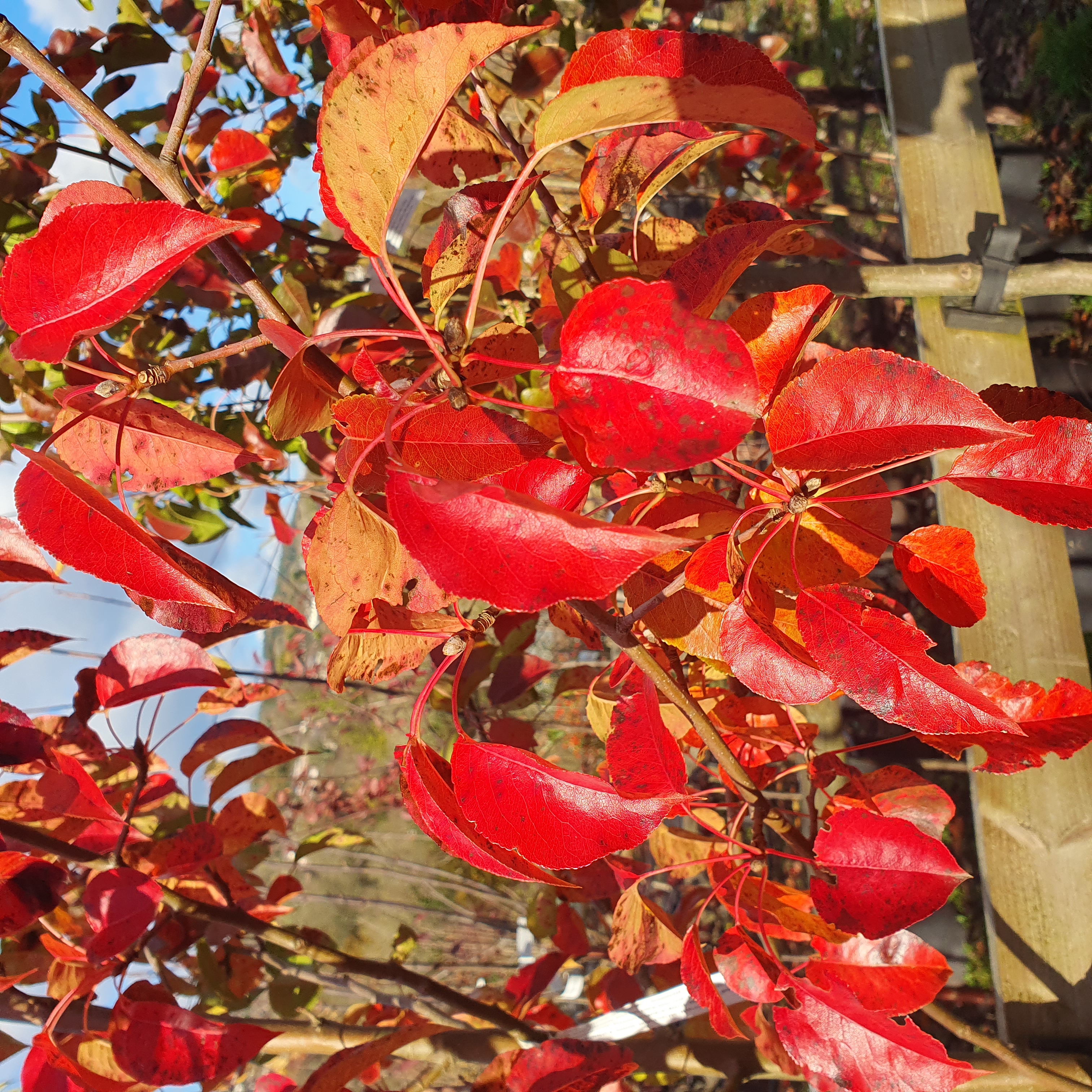 Pyrus Calleryana Chanticleer - Ornamental Pear 6-8