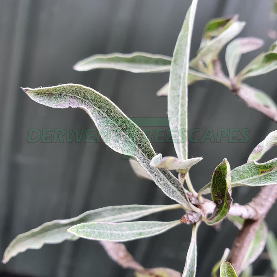 Pyrus salicifolia pendula - Ornamental Weeping Pear