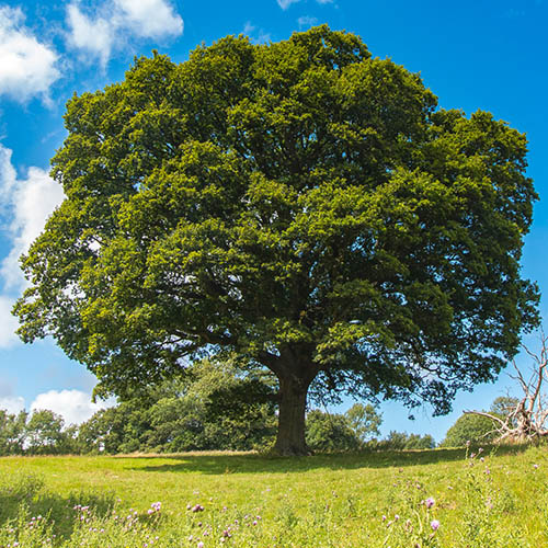Oak Durmast Sessile - Quercus petraea 60cm-80cm Bareroot