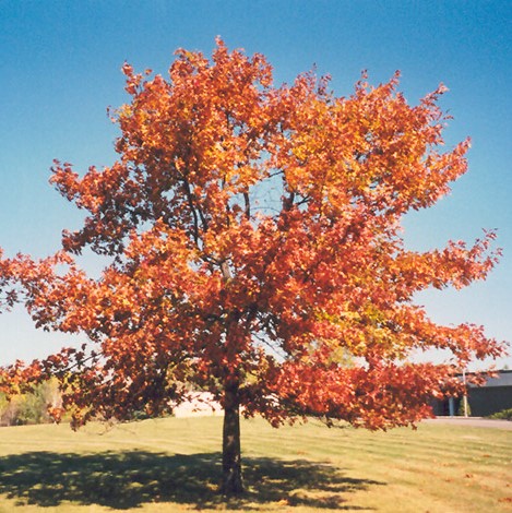 Oak Red - Quercus rubra 40cm - 60cm Bareroot