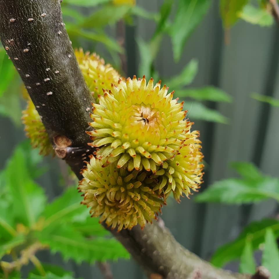 Quercus castaneifolia - Chestnut-leaved Oak