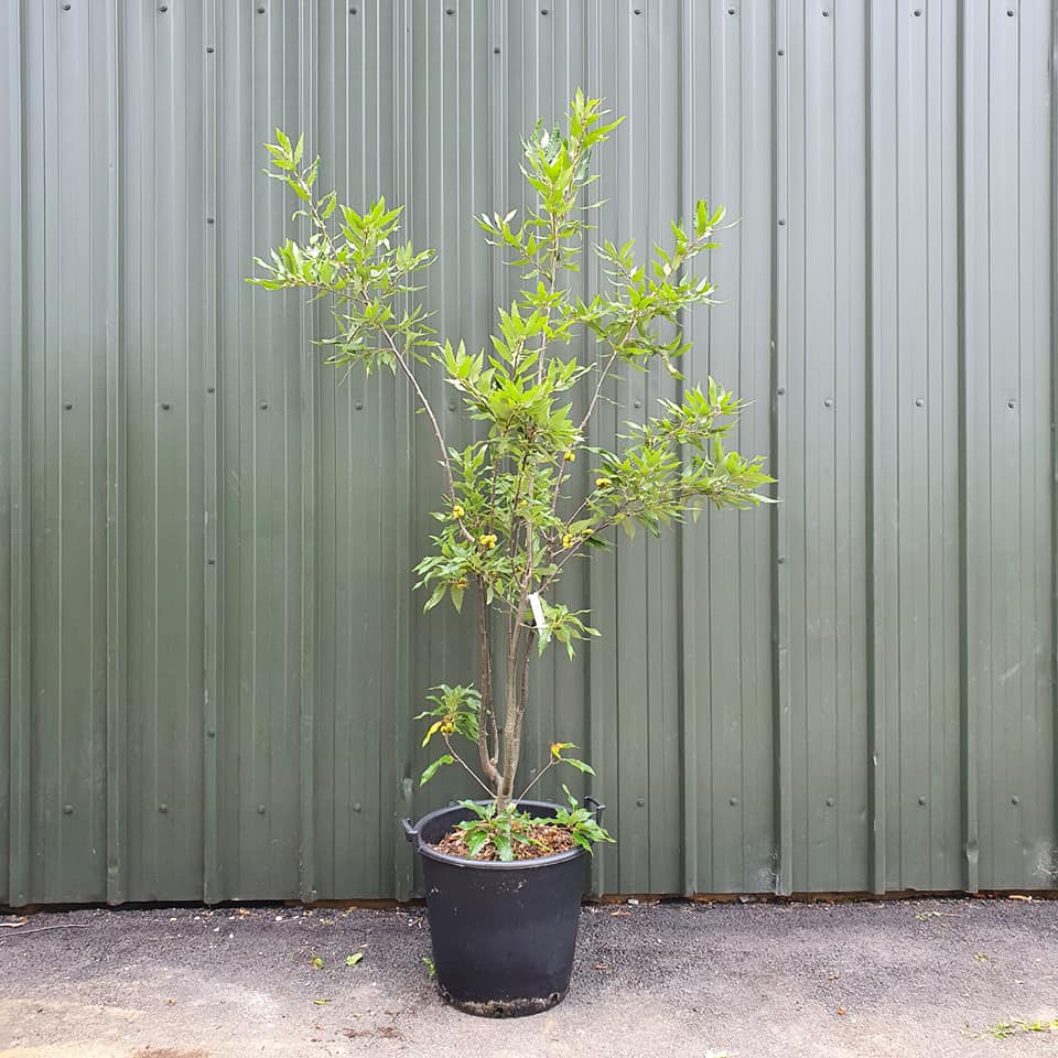 Quercus castaneifolia - Chestnut-leaved Oak