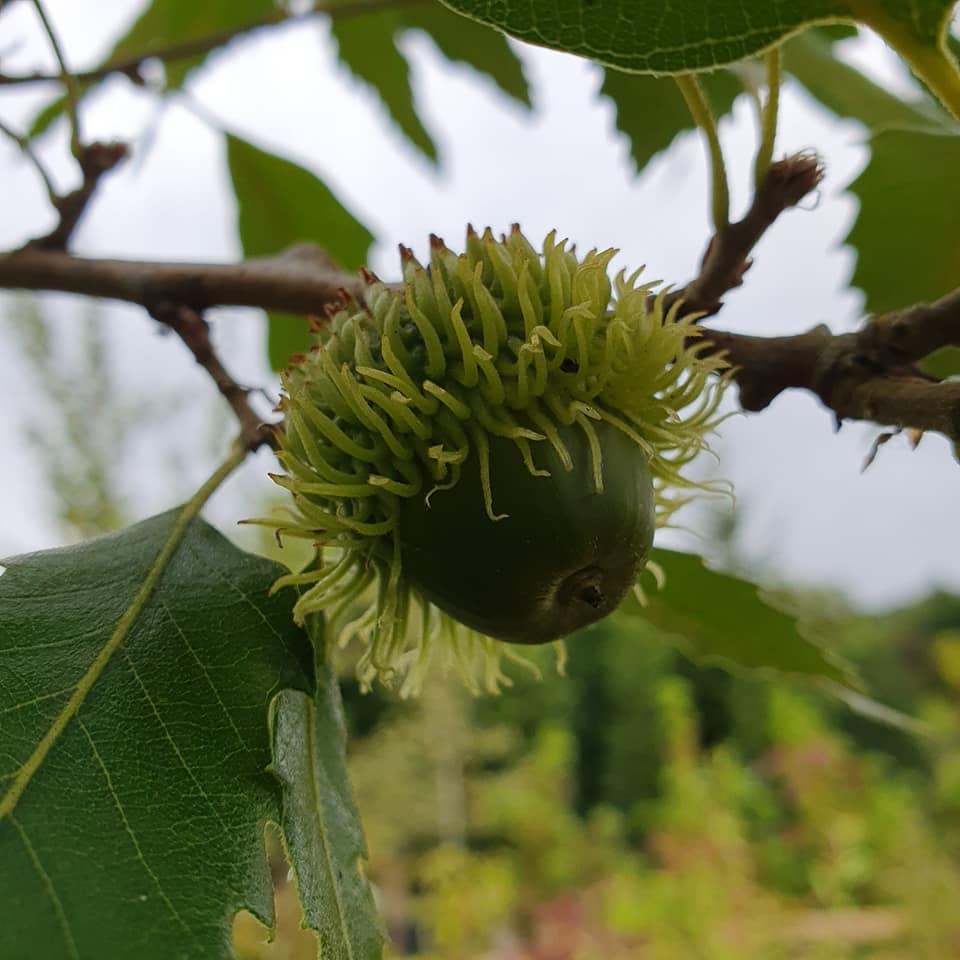 Quercus castaneifolia - Chestnut-leaved Oak