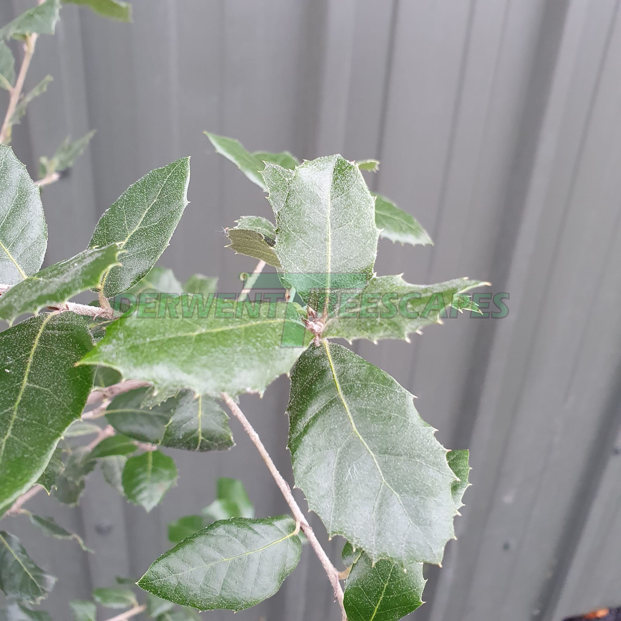 Quercus ilex - Evergreen Holm Oak Tree