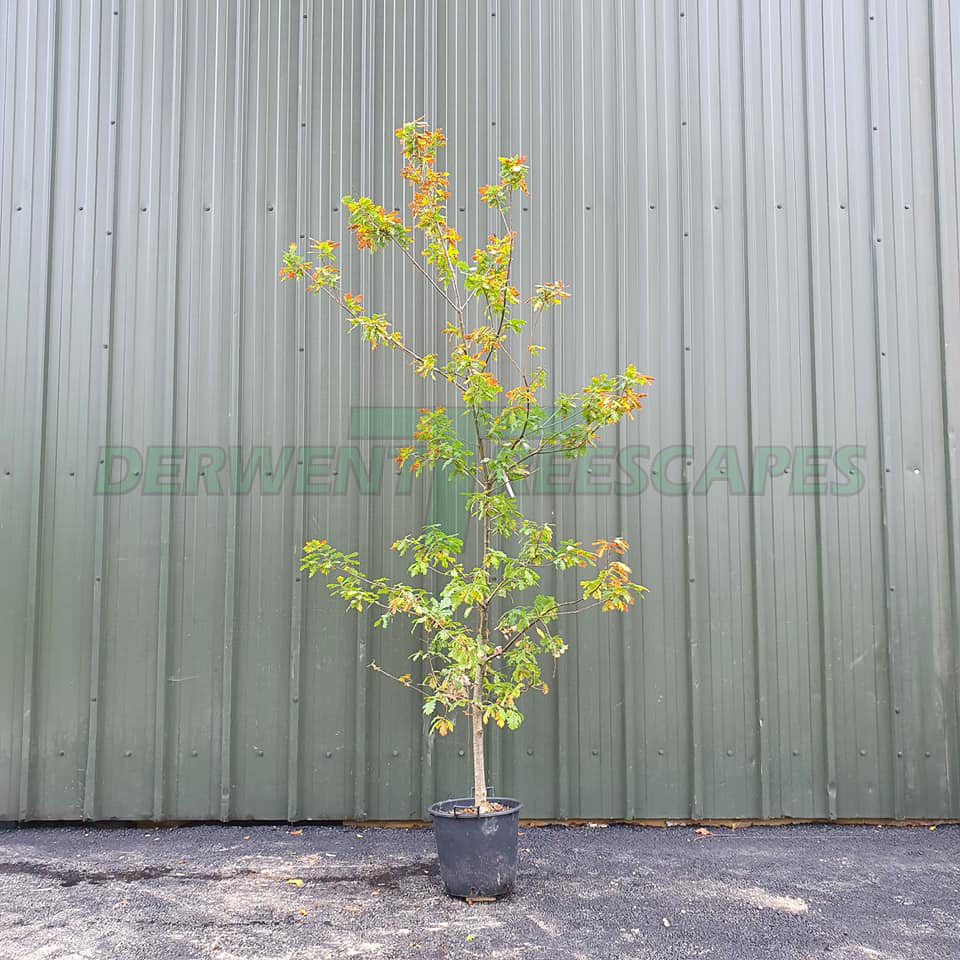 Quercus robur - Common English Oak 30L