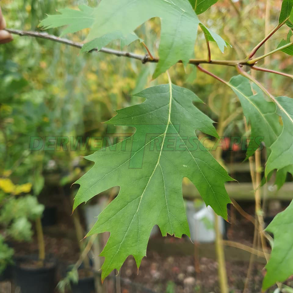 Quercus rubra - Red Oak - 50L