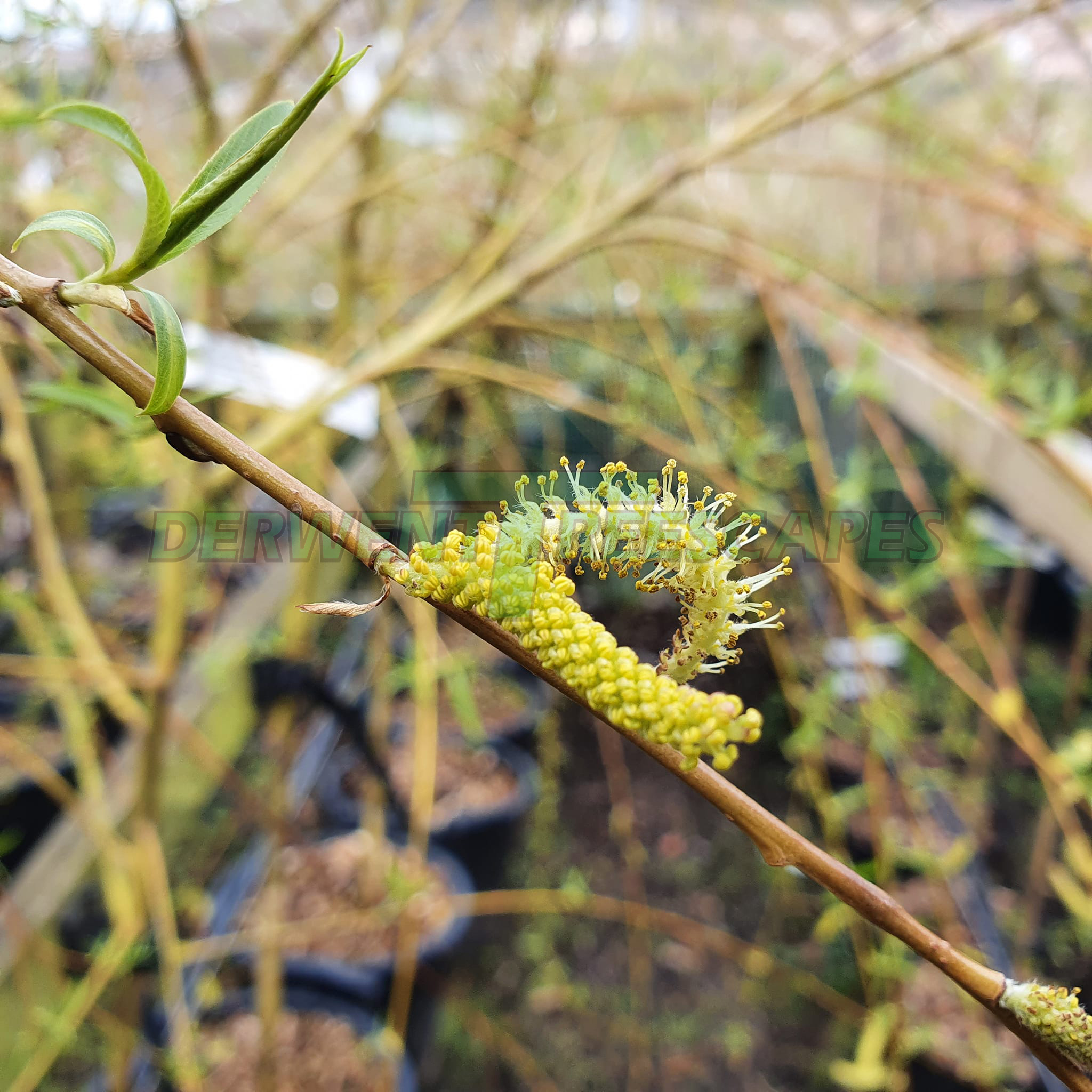 Salix chrysocoma - Golden Weeping Willow 12-14