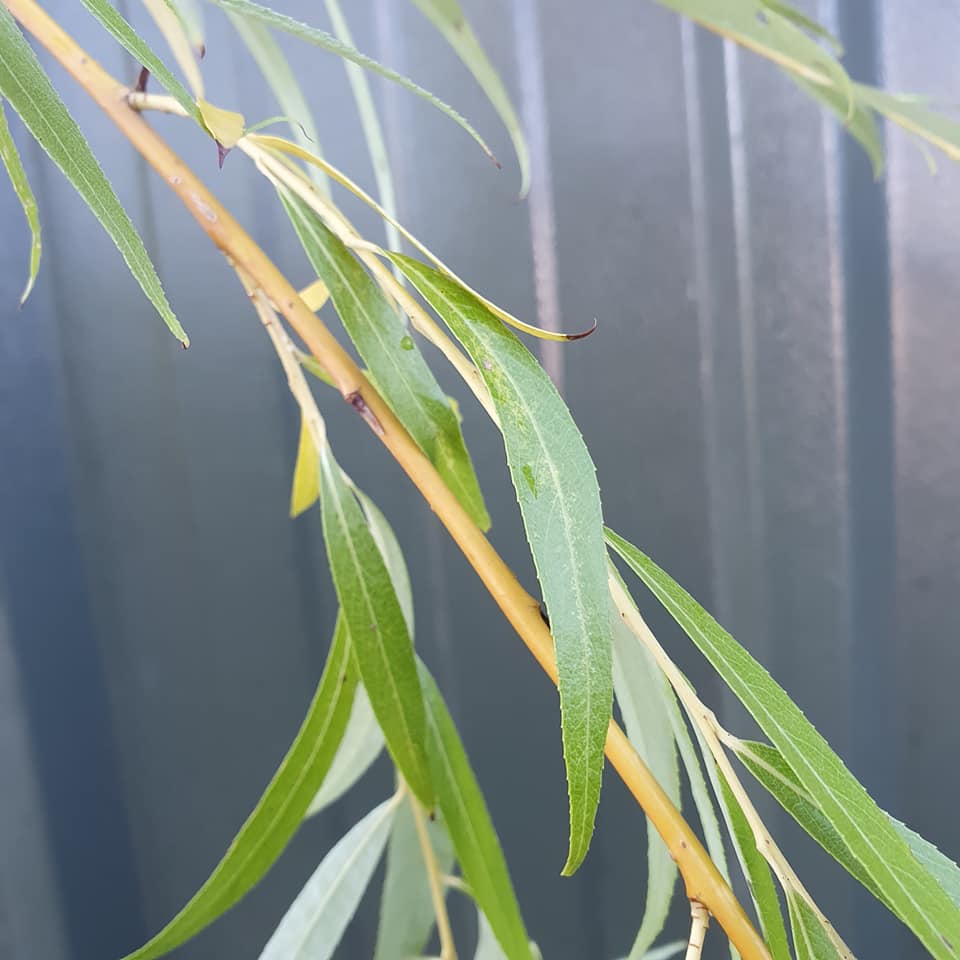 Salix chrysochoma - Golden Weeping Willow 30L