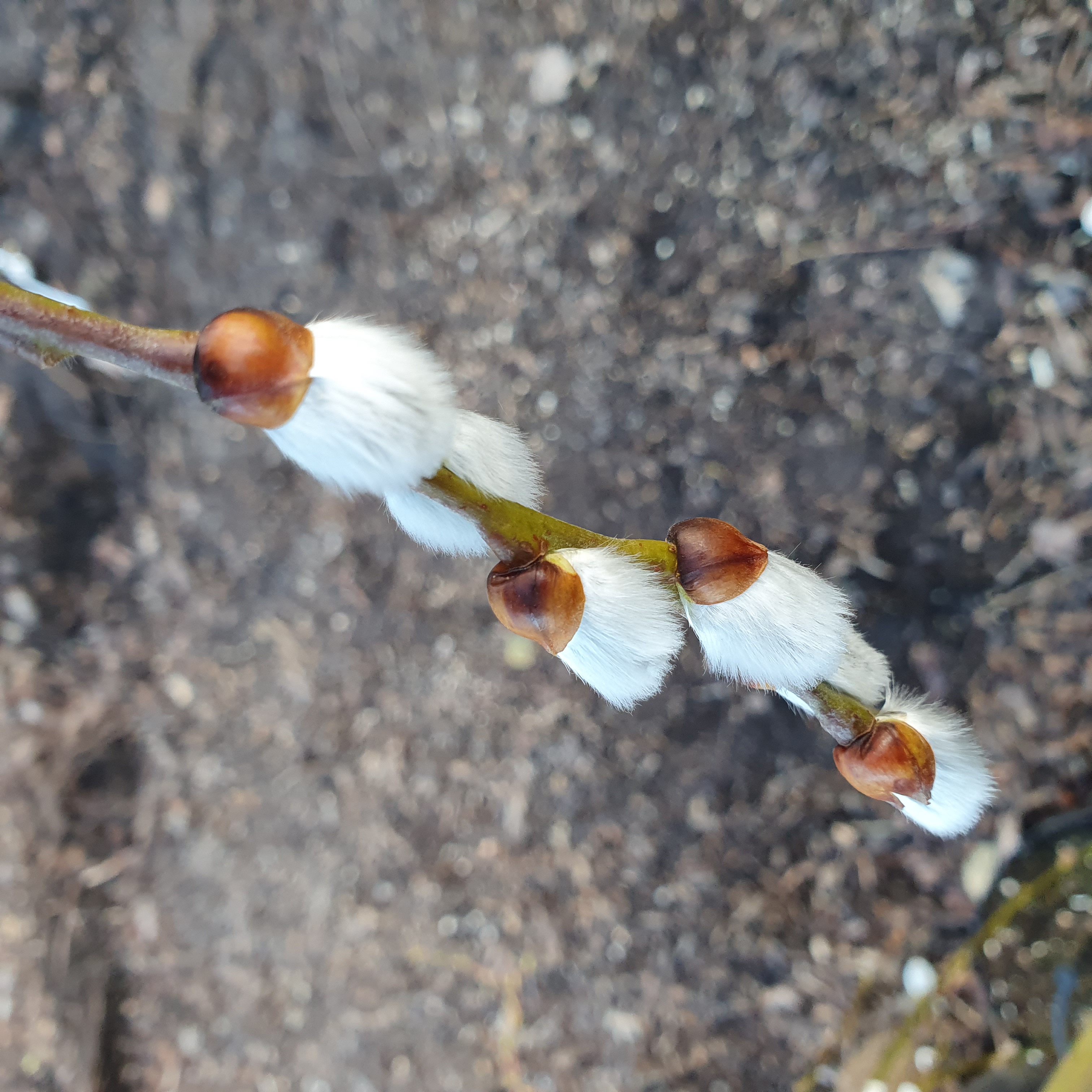 Salix caprea Kilmarnock Pendula - Weeping Kilmarnock Pussy Willow