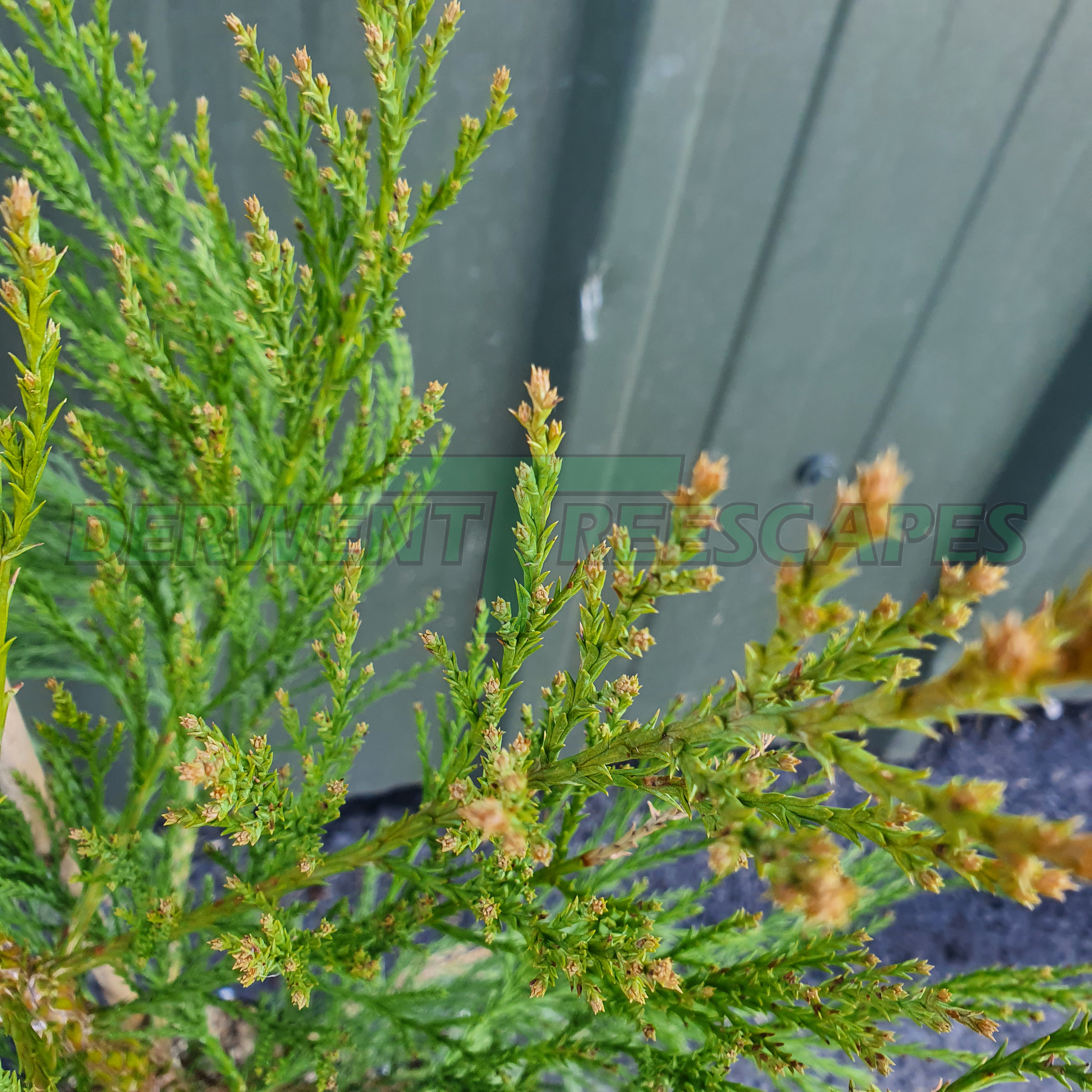 Sequoiadendron giganteum - Wellingtonia Giant Redwood Sequoia 10L