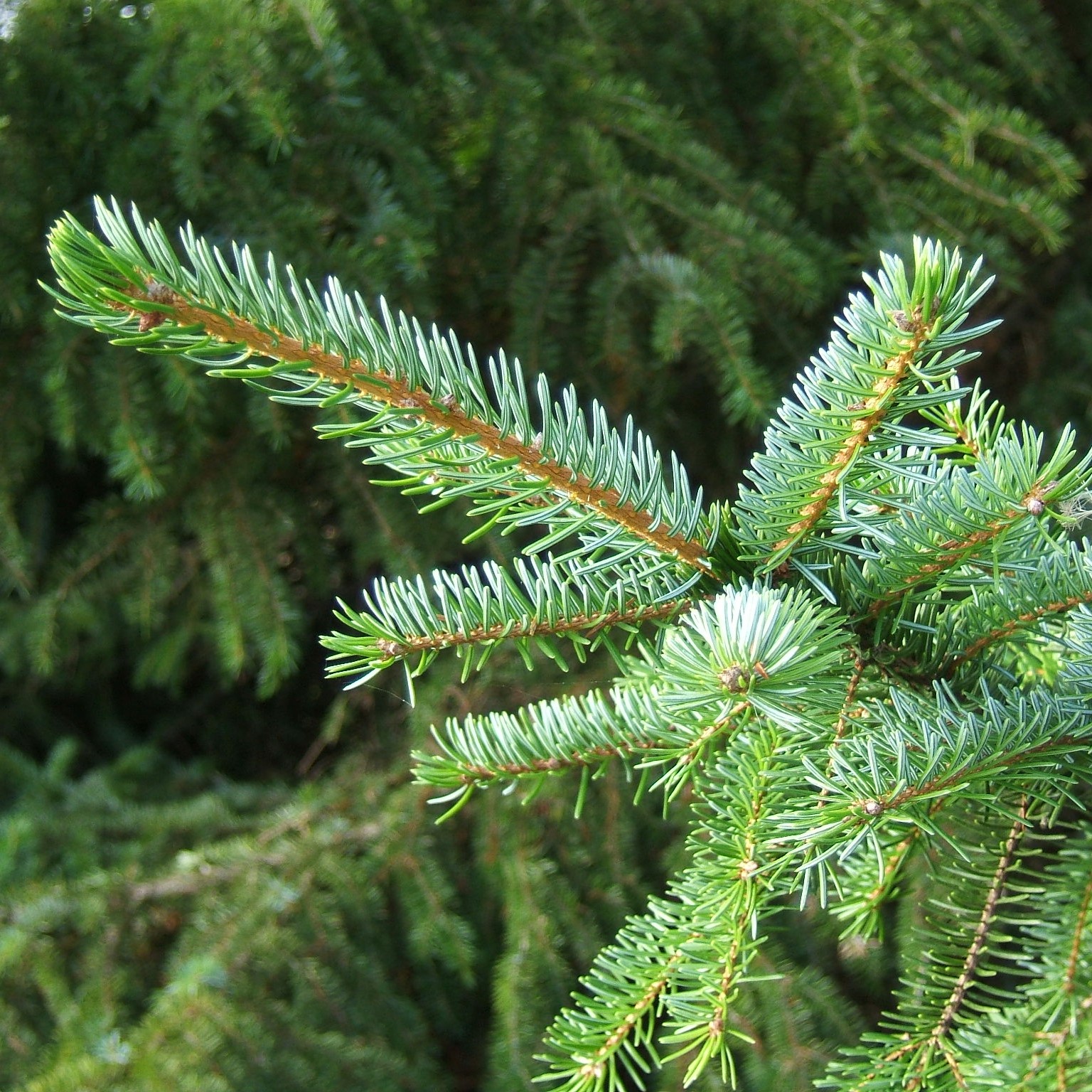Spruce Serbian - Picea omorika 30-40cm Bareroot